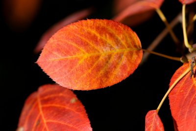 Amelanchier canadensis - muchovník kanadský - list podzim